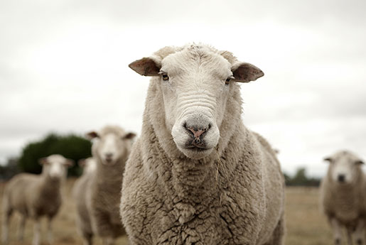 A close-up of a sheep facing the camera with several other sheep in the blurred background. The sheep's thick wool and attentive expression are prominent, possibly noticing a veterinarian in the grassy, open field under an overcast sky.