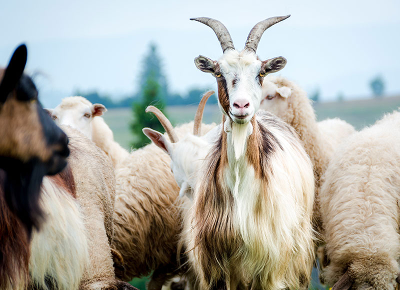 A group of goats and sheep stand closely together in a field. One goat with large, curved horns and a distinctive beard stands prominently in the foreground, directly facing the camera, almost as if posing for a visiting vet. The background features a blurred, green landscape with trees.