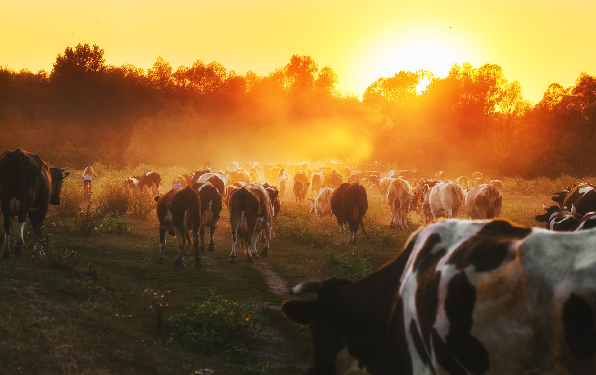 A herd of cows walks down a dirt path towards the sunset, perhaps heading back from a visit with the veterinarian. The sky is a vibrant orange and yellow, casting a warm glow over the landscape. Trees outline the horizon, and a light dust creates a hazy atmosphere.