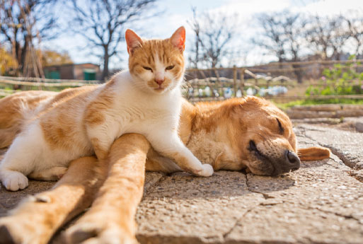 A ginger cat and a golden-brown dog rest on a stone pavement in a sunny outdoor setting. The cat is sitting upright with its paw resting on the sleeping dog's side, and both appear relaxed and content. Leafless trees and a fence are visible in the background, creating a scene that even a veterinarian would admire.
