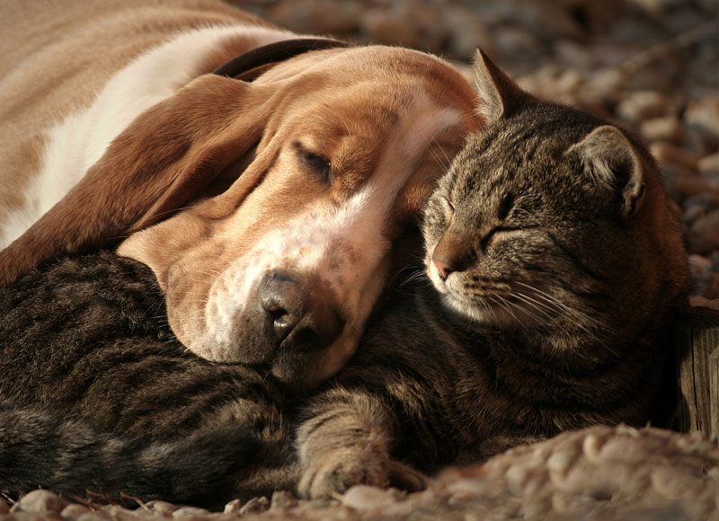 A sleepy basset hound and a tabby cat cuddle closely together with their eyes closed, appearing peaceful and comfortable. The dog rests its head gently on the cat, set against a background of soft, blurred natural scenery—a picture-perfect moment any vet would be delighted to see.