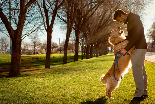 A man stands on green grass in a park, bending down to hug a happy, tan-colored dog on a leash that is standing on its hind legs. Bare trees and a path are visible in the background under a clear sky. Sunlight filters through the trees, casting a warm glow as if nature itself were praising their bond, one nurtured by frequent visits to their friendly vet.