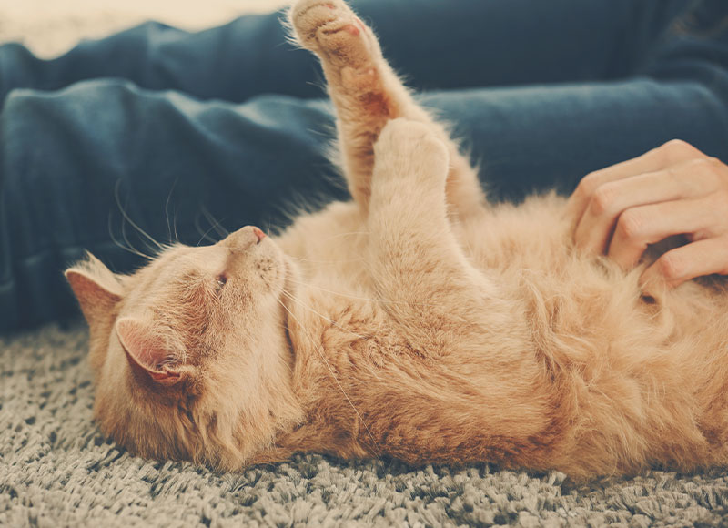 A fluffy orange cat lies on its back on a gray carpet, with its paws in the air. A veterinarian's hand is gently scratching the cat's belly, and the cat appears content and relaxed. The vet's legs are visible in the background.