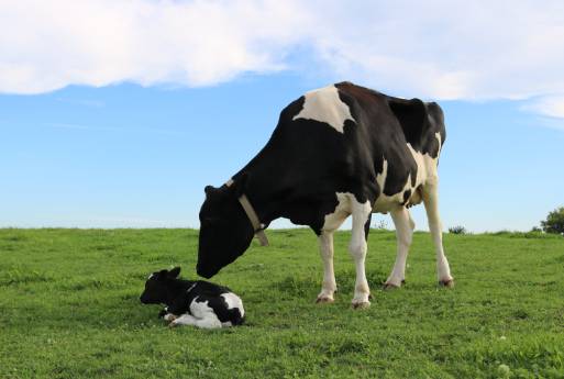A black and white cow stands on a grassy field, gently nuzzling a black and white calf that is lying on the ground. A veterinarian watches from a distance, ensuring their well-being. The sky is partly cloudy, creating a serene and peaceful atmosphere.