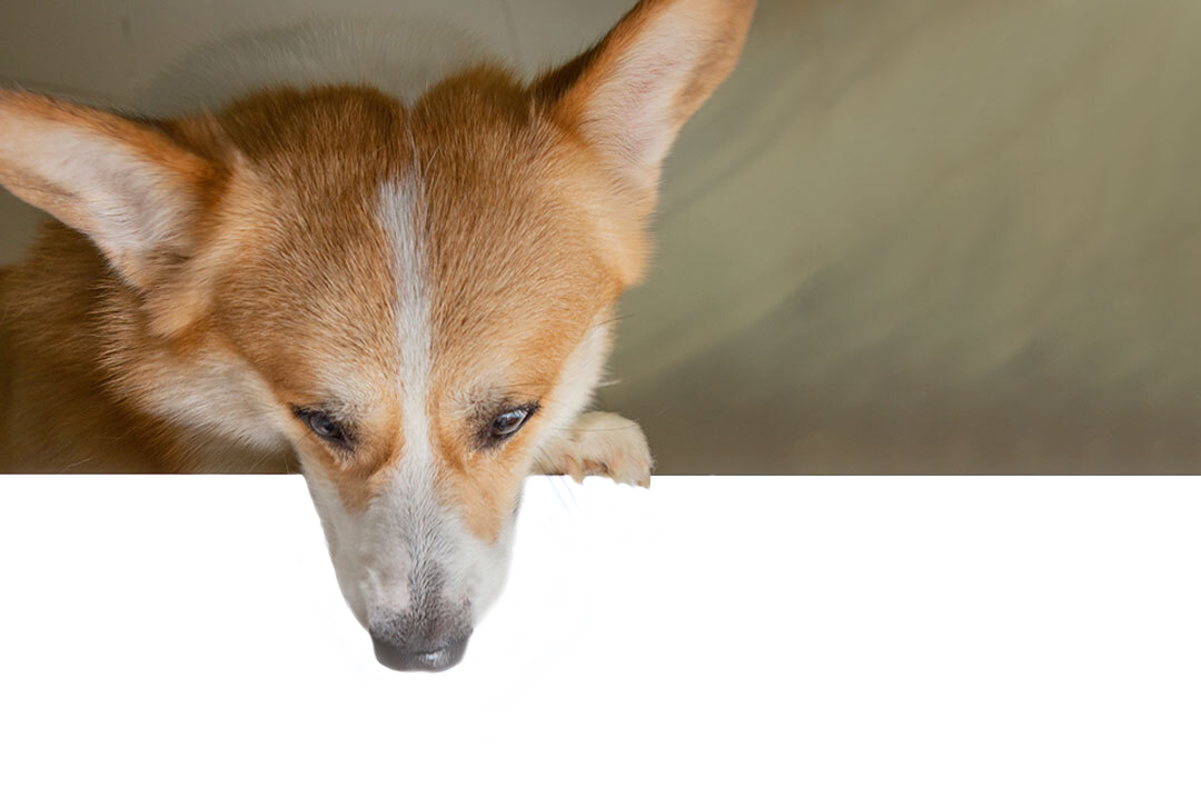 A tan and white dog with large, pointy ears peers over the edge of a white surface. The dog appears to be looking down at something below, with only its head and one paw visible. The background is a blurred neutral color, reminiscent of a visit to the vet's office.