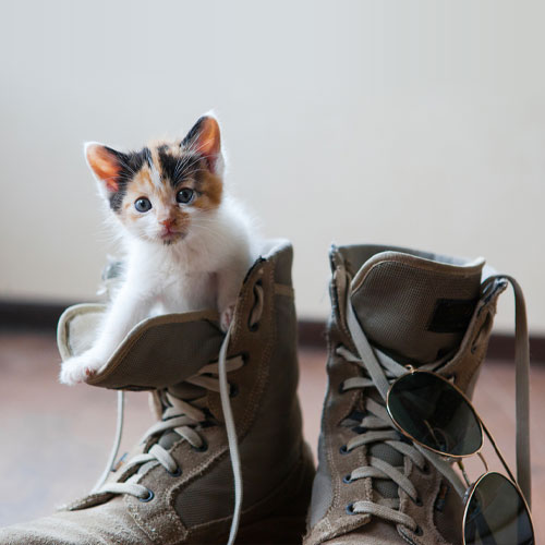 A calico kitten peeks out from a pair of beige combat boots, with one paw resting on the boot's edge. Beside the boots, an aviator-style sunglass is hanging from the laces of one of the boots. The scene could easily be a vet's clinic with its soft-focused and neutral-toned background.