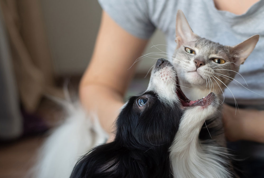 A person in a gray shirt cuddles a relaxed grey and white cat held close to their chest. A black and white dog, possibly sensing the care of a veterinarian, playfully nudges the cat with its mouth open, appearing to interact affectionately with its feline companion.
