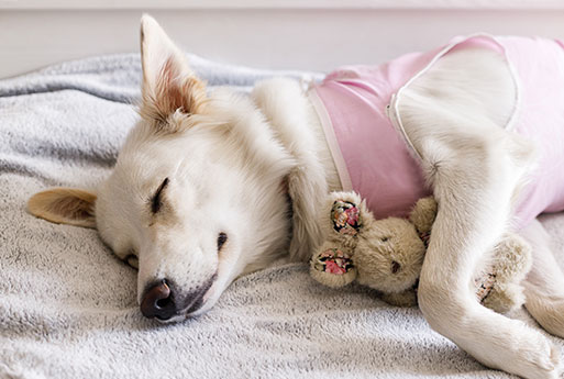 A white dog wearing a pink vest sleeps peacefully on a blanket, holding a small stuffed toy, after a comforting check-up at the vet.