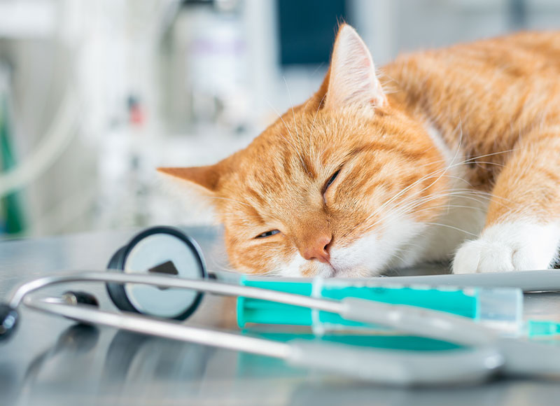 A ginger and white cat is sleeping on a metallic table in what appears to be a veterinary clinic. Nearby are medical instruments, including a stethoscope and a syringe. The scene suggests the vet is monitoring the cat or it has received treatment from the veterinarian.