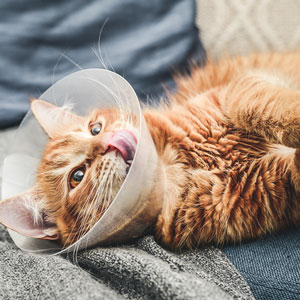 A ginger cat with a white cone around its neck lies on a grey blanket. The cat's tongue is out, and its green eyes are looking up. The cozy indoor space, likely after a visit to the vet, features a blue cushion in the background.