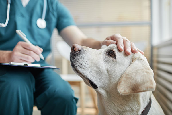 A veterinarian in green scrubs gently pets a yellow Labrador Retriever while writing on a clipboard. The dog looks calm with its ears slightly perked up.