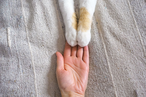 A human hand reaches out, gently touching the front paws of a white and orange cat, both resting on a beige, textured fabric surface. The image captures a moment of connection between the person and the cat, reminiscent of tenderness often seen in a veterinarian's care.