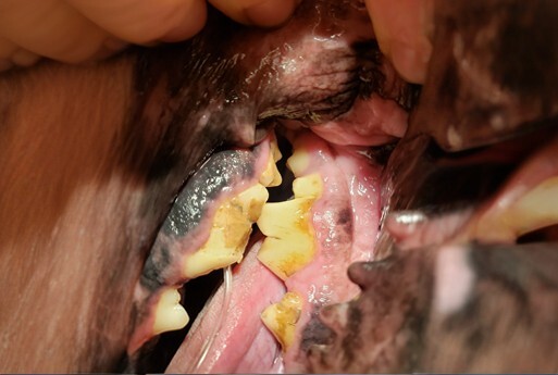 Close-up image of an animal's open mouth showing severe dental issues, including multiple yellowed and decayed teeth, inflamed gums, and visible build-up of plaque and tartar. A veterinarian's hand is holding the mouth open to reveal the condition.