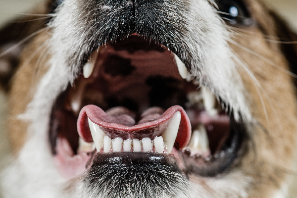 A close-up image of a dog's open mouth, showing its white teeth and pink tongue, with part of its nose and face slightly visible. The focus is primarily on the teeth and tongue, making it look like a snapshot taken during a routine vet check-up.