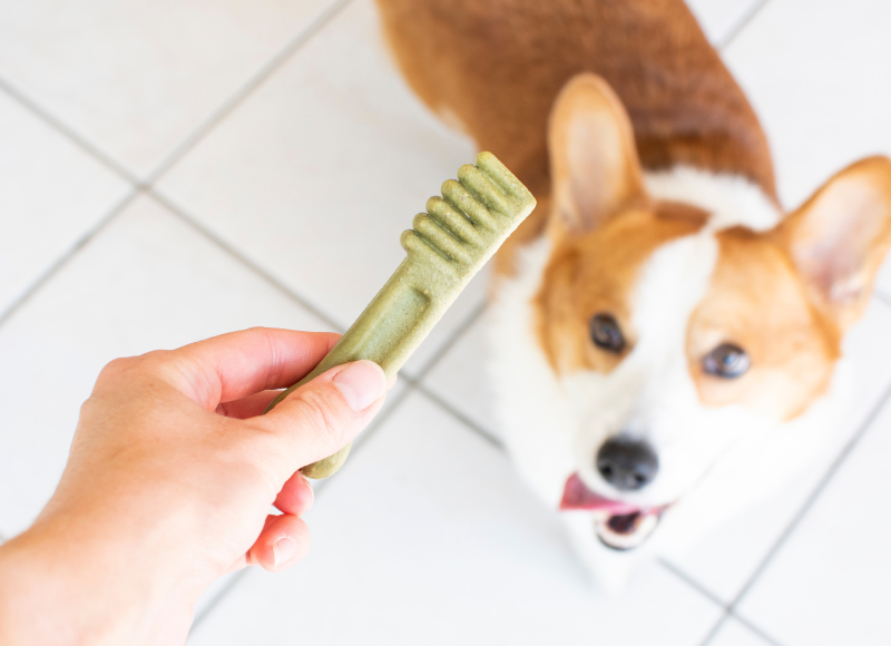 A person holding a green, toothbrush-shaped dog treat with a corgi in the background looking up eagerly, likely anticipating a reward from their veterinarian. The setting is a tiled floor.