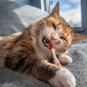 A cat with a mix of orange, white, and black fur lies on a soft gray surface, playfully chewing on a white and orange toothbrush. In the background, slightly blurred sunlight streams through a window, as if awaiting its next visit to the veterinarian.