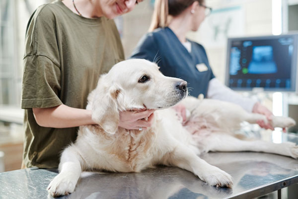 A golden retriever lies on a metal examination table at a veterinary clinic. One veterinarian in a green shirt gently holds the dog, while another vet in blue scrubs looks at an ultrasound monitor in the background.