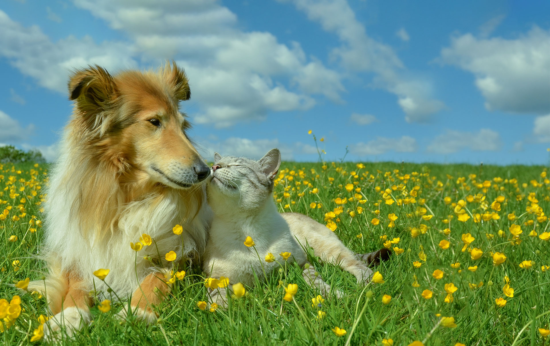 A fluffy dog and a grey and white cat cozy up together in a sunlit field full of yellow flowers under a bright blue sky with scattered clouds. The cat, fresh from a visit to the veterinarian, appears to nuzzle the dog's face affectionately.