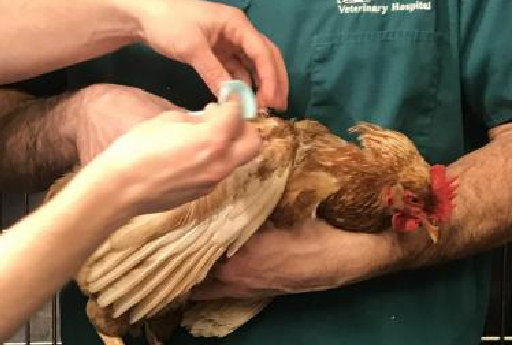 A chicken is being held by a person wearing a green shirt while a veterinarian cleans its back with a cotton ball at the veterinary hospital. The chicken has a red comb and appears calm. Both individuals' faces are outside the frame.