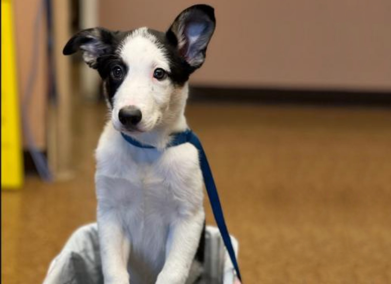 A small black and white puppy with large, pointed ears sits attentively on a brown carpet. The puppy is wearing a blue leash and appears to be inside a room with beige walls, perhaps waiting for the vet. One ear is flopped over, giving the puppy an inquisitive expression.