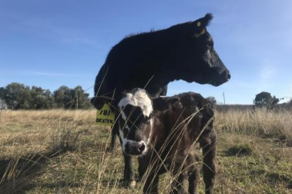 A black cow with a yellow ear tag stands protectively behind a small calf with white patches on its head in a grass field under a clear blue sky, as the veterinarian looks on approvingly.