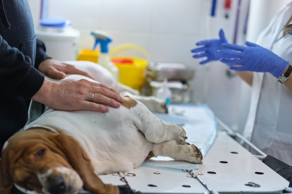 A dog lies on a veterinary exam table, with a person's hands gently resting on its side. A veterinarian wearing blue gloves is talking, gesturing with hands. Various medical supplies are in the background.