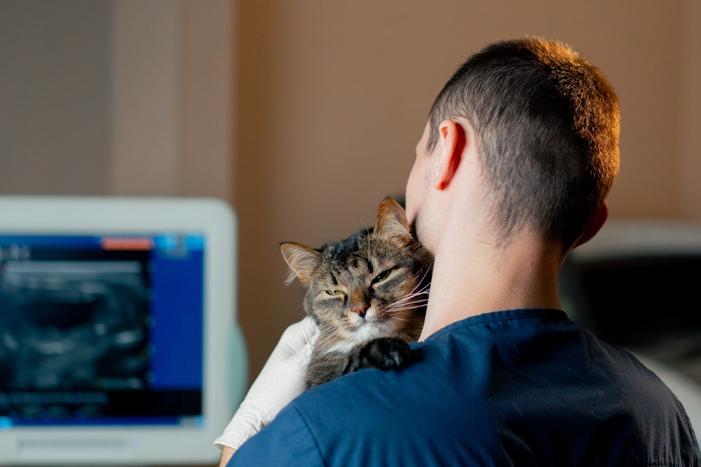 A person in a blue shirt, seen from the back, holds a tabby cat near a monitor displaying a medical scan. The cat looks content and relaxed in the person's embrace.