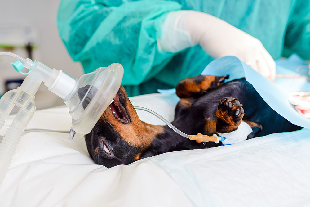 A small dog is lying on its back on a veterinary table, with an oxygen mask over its snout and an IV attached to its paw. The dog is partially covered with a blue surgical drape, while a veterinarian in green scrubs tends to it.
