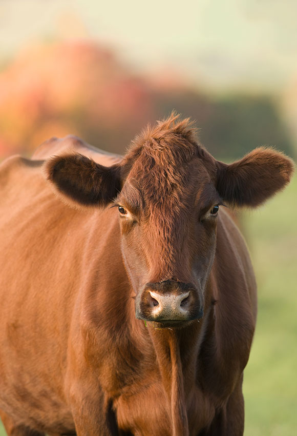 A brown cow stands in a sunlit field with a blurred background of greenery and warm tones. The cow faces the camera, its ears slightly raised and eyes gazing forward.