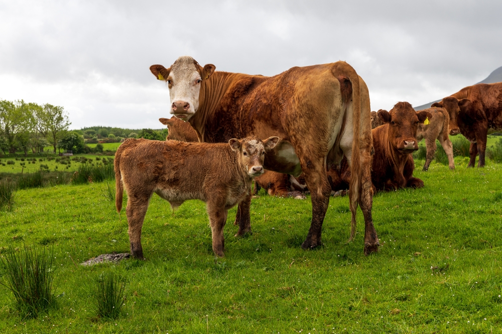 Brown cows, including a calf, stand and lounge on a lush, green pasture under a cloudy sky. Trees are visible in the background. The setting appears serene and rural.