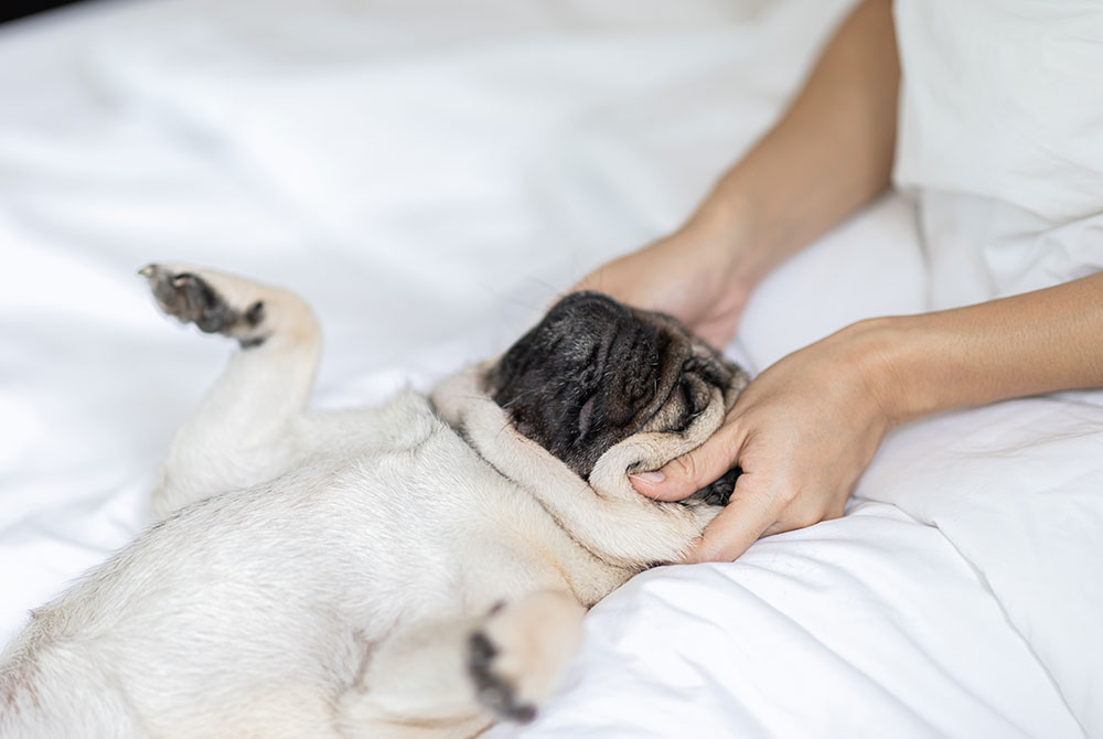 A pug lies contentedly on its back on a white bed while a person gently rubs its face. The dog's eyes are closed, enjoying the attention.