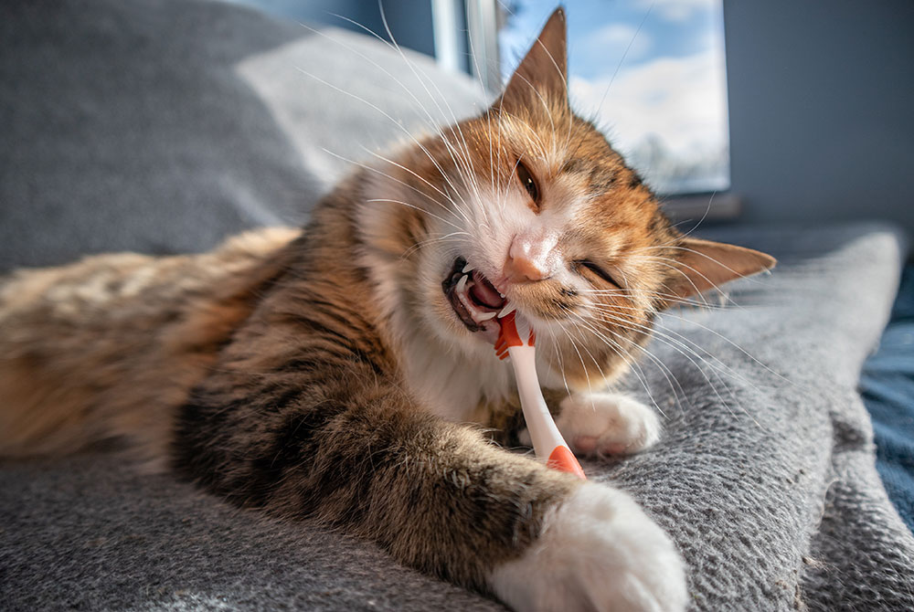 A fluffy cat playfully biting a toothbrush while lying on a gray blanket. The sunlight illuminates the scene, creating a cozy and relaxed atmosphere.