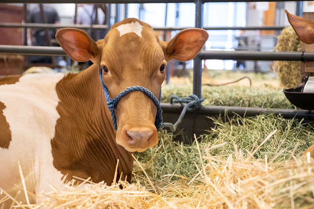 A brown and white cow with a blue rope halter rests on hay inside a fenced area. The cow is lying down, looking towards the camera, with bales of hay and metal bars in the background.