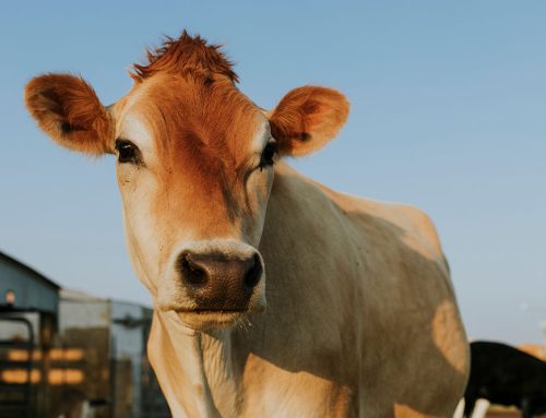 Hydraulic Chutes: Revolutionizing Livestock Care for Safety, Efficiency and Reduced Stress