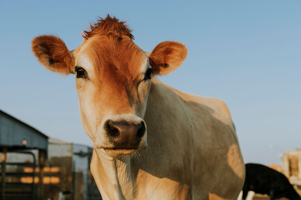 A brown cow with a white face stands outdoors, looking directly at the camera against a clear blue sky. Farm buildings and another animal are visible in the background.