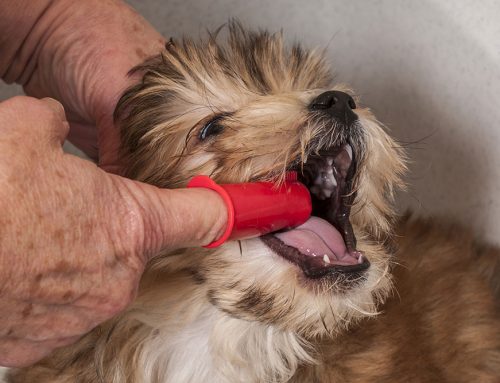 Pet Dental Myths: Common Misconceptions About Oral Health in Pets