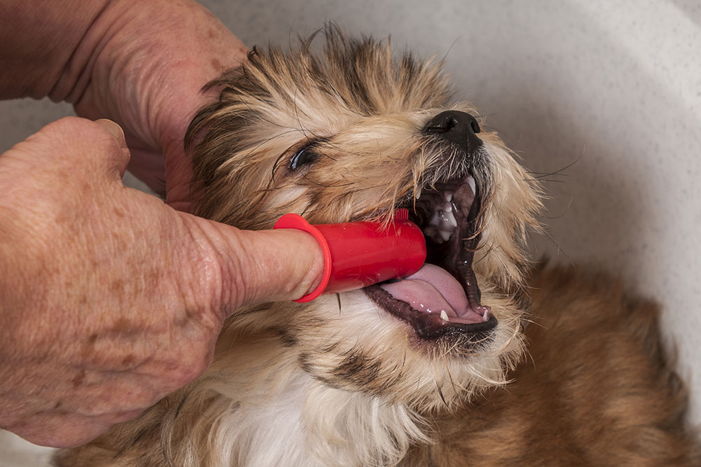 A person uses a red finger toothbrush to clean the teeth of a small, fluffy brown and white dog, who has its mouth open wide.