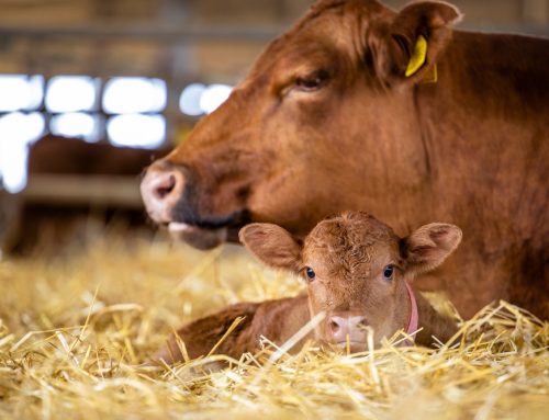 Beyond Guesswork: How Ultrasound Pregnancy Diagnosis Maximizes Your Herd’s Potential