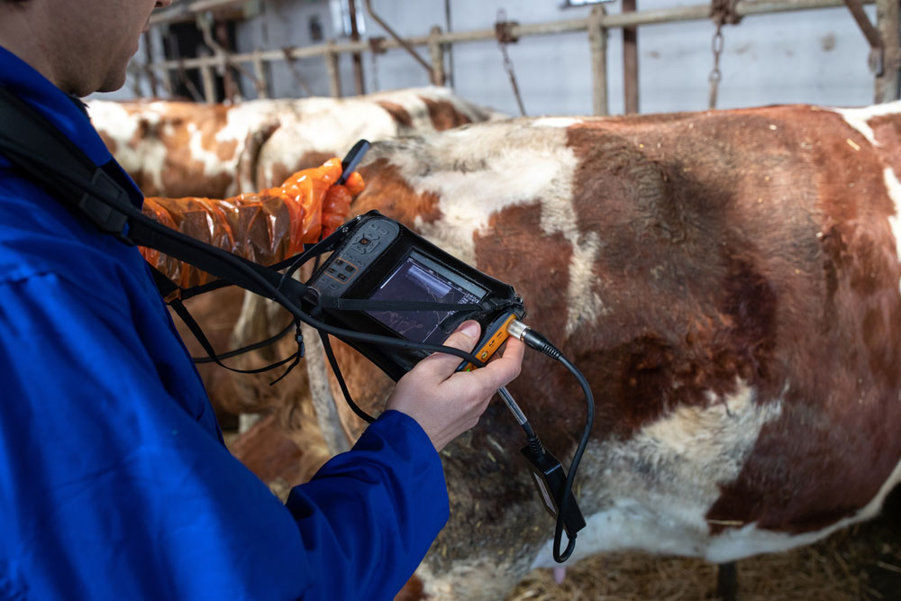 A veterinarian in a blue coat uses an ultrasound device to examine a cow inside a barn. The vet’s hand holds the scanner against the cow’s side, displaying an image on the screen.