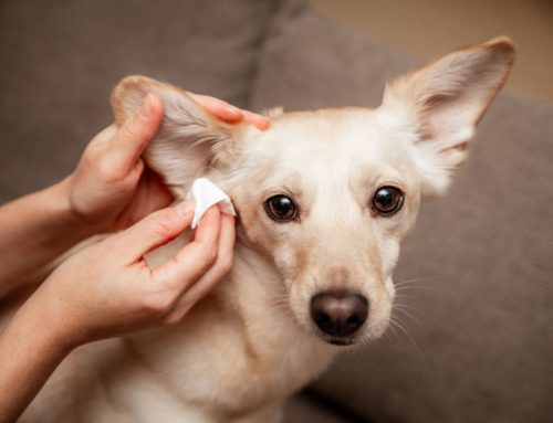 Dog Ear Infections Demystified: Symptoms, Treatment & Prevention