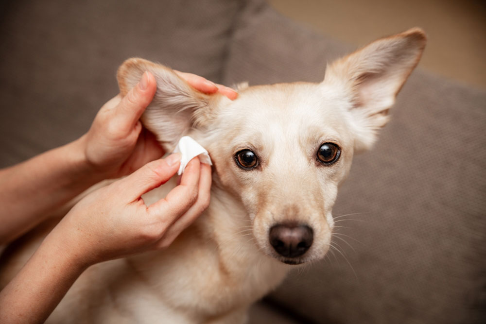 A person gently cleans a light-colored dog's ear with a white cloth while the dog sits on a couch, looking directly at the camera.