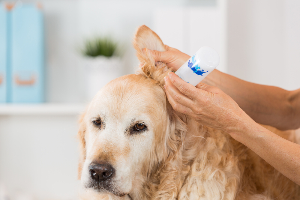 A person applies ear drops to a calm golden retriever’s ear indoors. The dog looks relaxed and cooperative during the treatment.