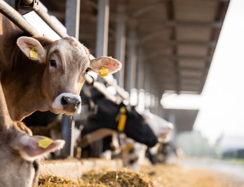 Customized Herd Health Programs: How Mid-Valley Supports Livestock in Northern California and Southern Oregon