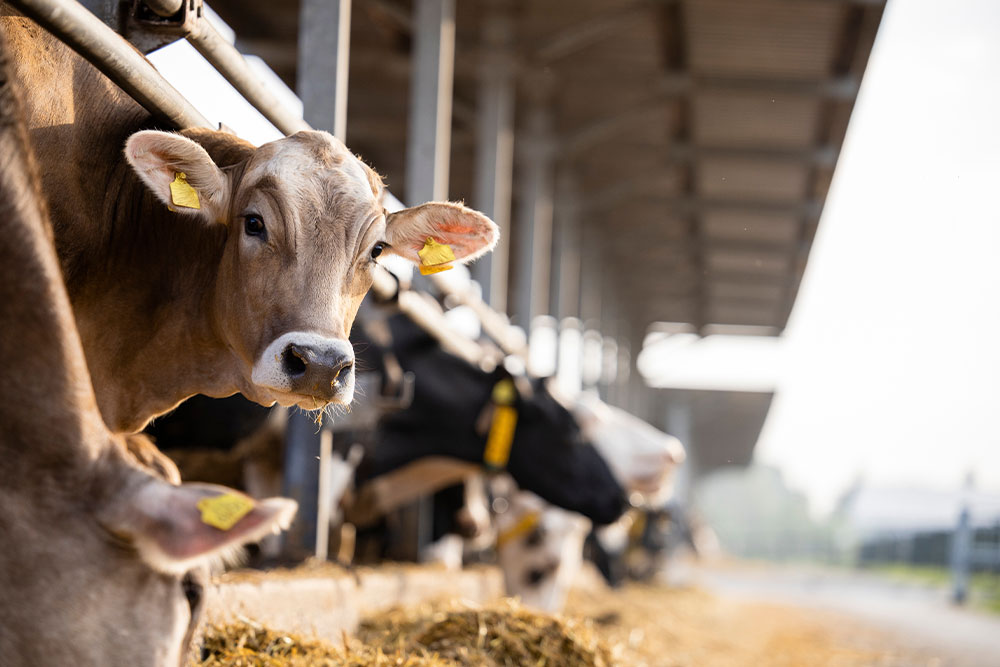 A brown cow with a yellow ear tag looks toward the camera while standing in a row with other cows at a covered feeding area on a farm.