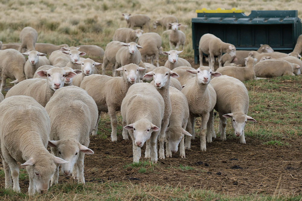 A flock of sheep stands and grazes on grassy, muddy ground in a field; some sheep face the camera, and a green feeder is visible in the background.