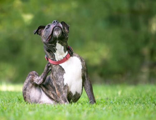 Fall Allergy Relief: Managing Seasonal Skin Issues in Pets