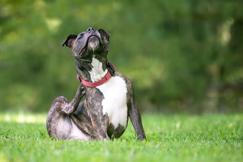 A black and white dog with a red collar sits on green grass, tilting its head up while scratching its neck with a hind leg. The background is blurred greenery.