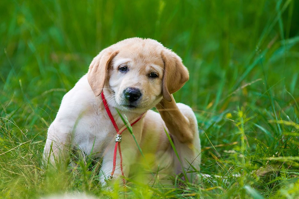 A yellow Labrador puppy with a red collar sits in tall green grass, scratching its ear with its hind leg.