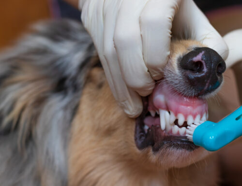 Why Routine Dental Check-Ups Are Vital for Your Pet’s Health