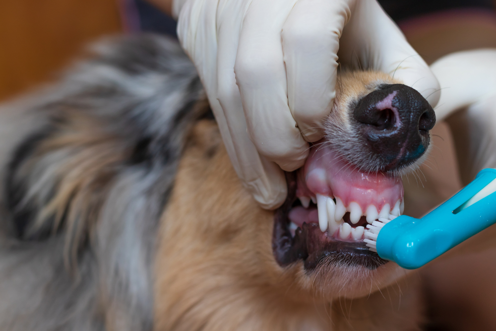 A person wearing white gloves brushes a dog's teeth with a blue toothbrush, gently lifting the dog's lip to clean its teeth and gums.